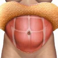 illustration of revealed abdominal muscle